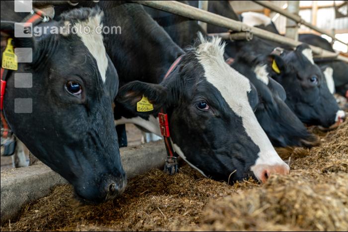 Totalmischration Holstein 5