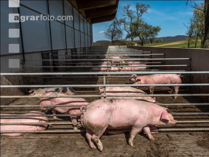 Pigport-3 18