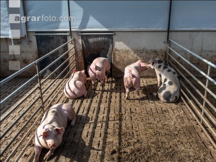 Pigport-3 17