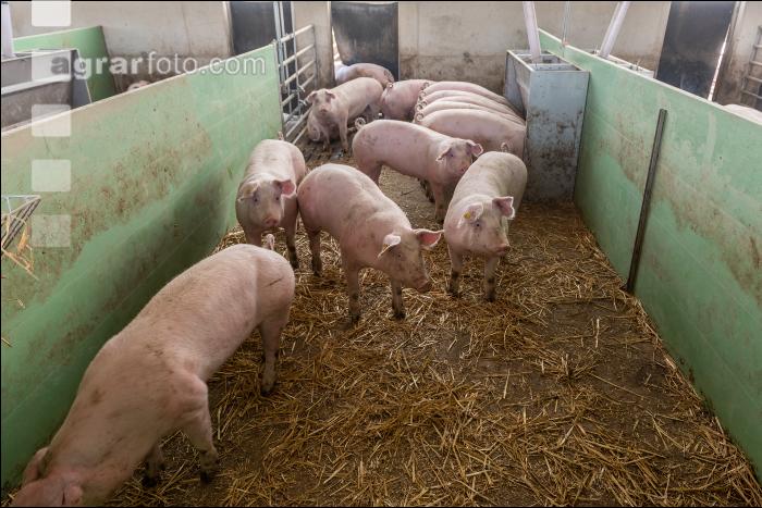 Pigport-3 15