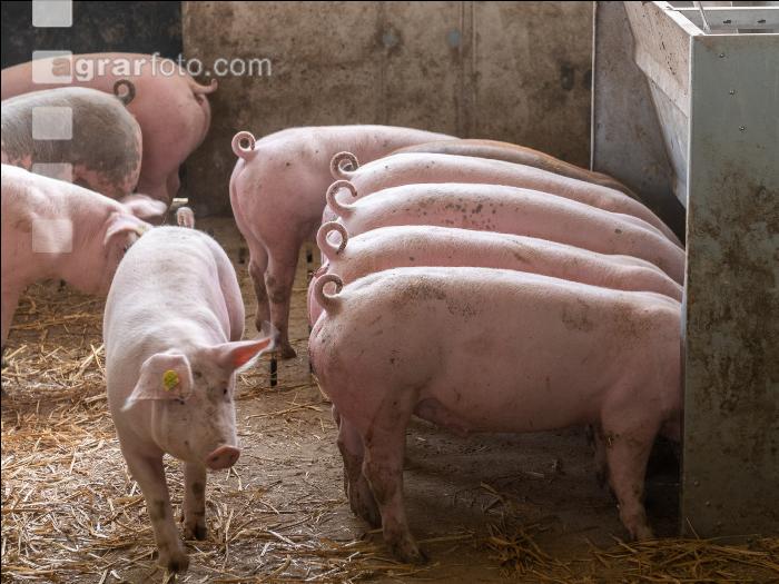 Pigport-3 13