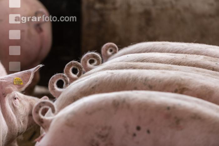 Pigport-3 11