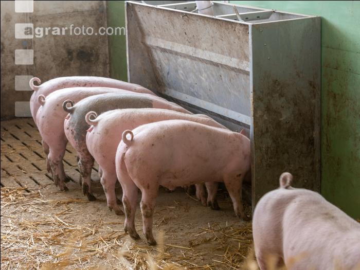 Pigport-3 10