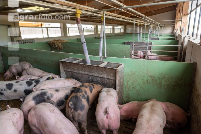 Pigport-3 7
