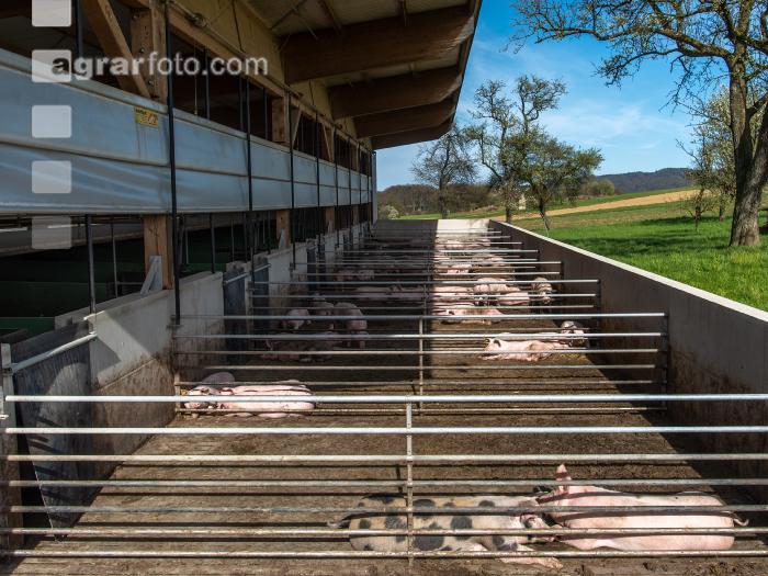 Pigport-3 5
