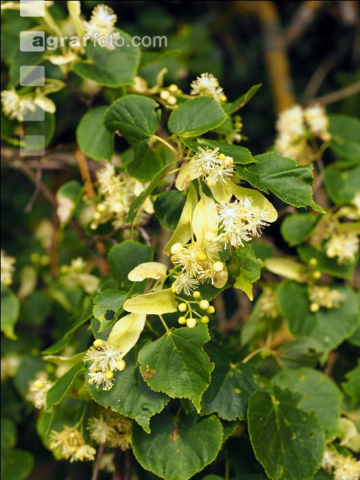 LIndenblüten 3
