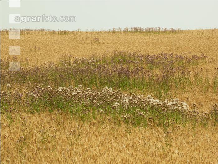 Ackerkratzdistel Gerste 5