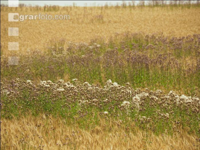Ackerkratzdistel Gerste 6