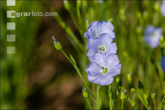 Lein Blüte 13