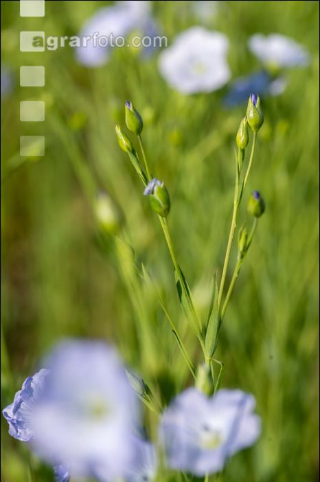 Lein Blüte 10