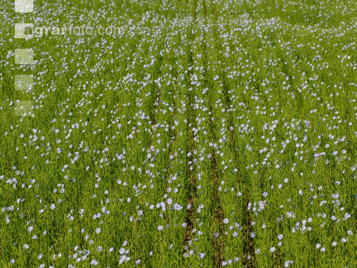 Flax blossom 6