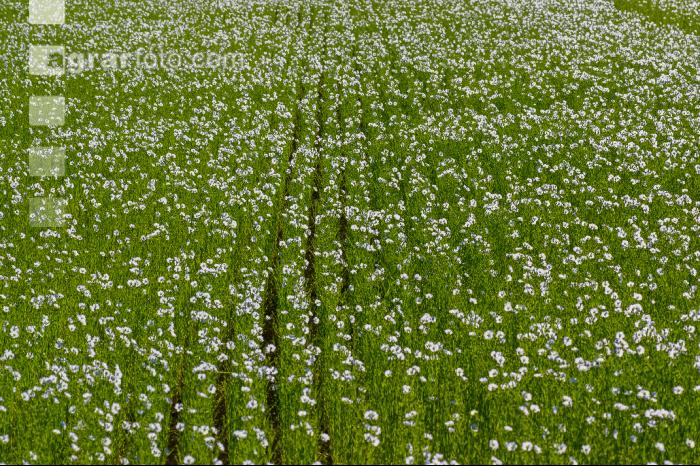 Flax blossom 5