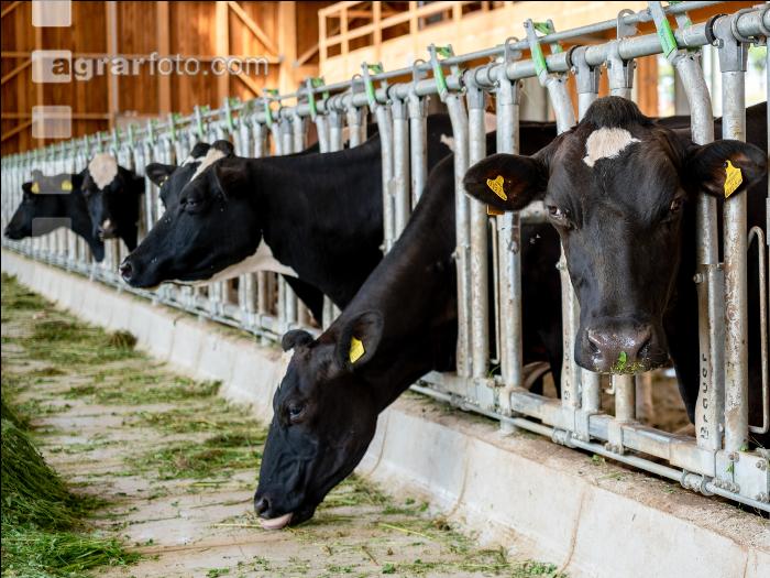 Holstein Grünfutter 30