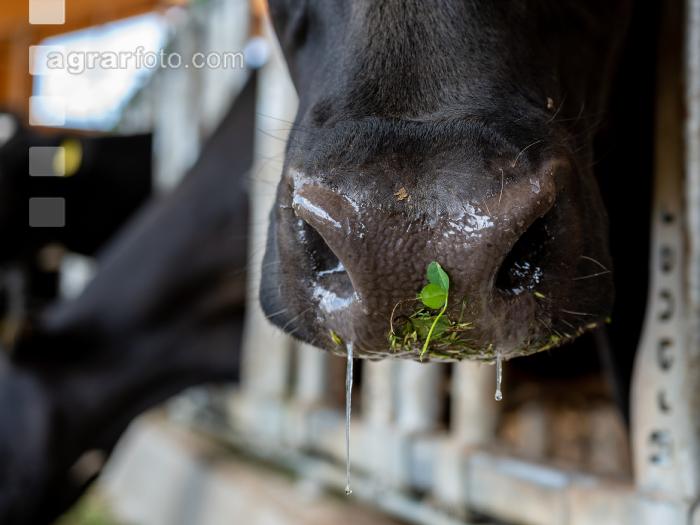 Holstein Grünfutter 29