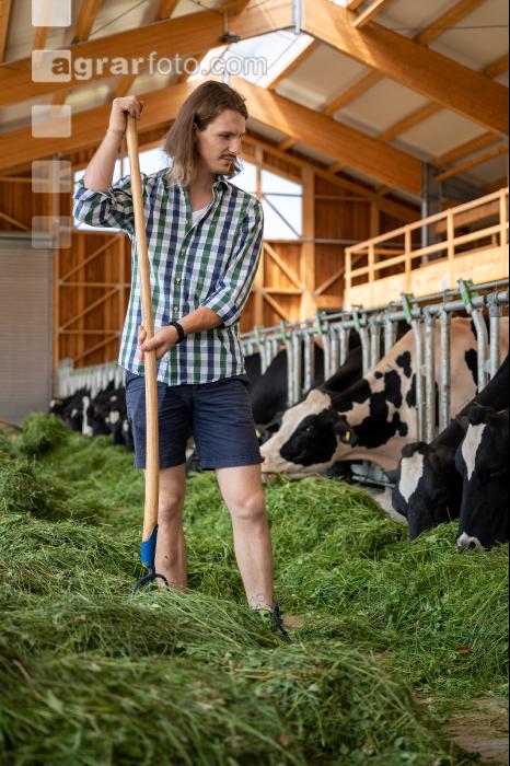 Holstein Grünfutter 26