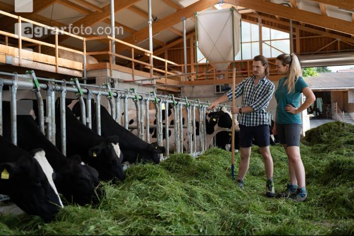 Holstein Grünfutter 15