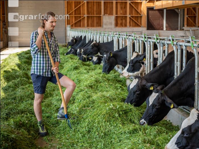 Holstein Grünfutter 10