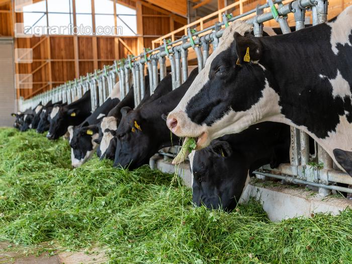 Holstein Grünfutter 7