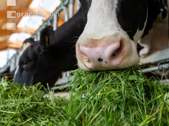 Holstein Grünfutter 4