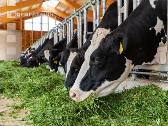 Holstein Grünfutter 3