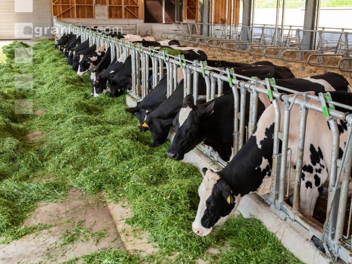Holstein Grünfutter 2