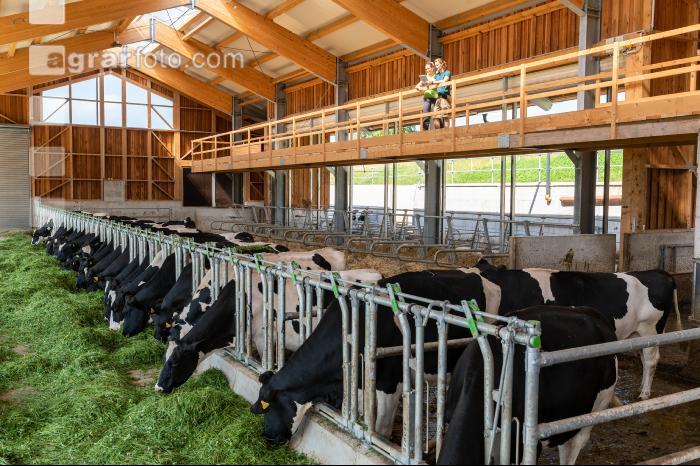 Holstein Grünfutter 1