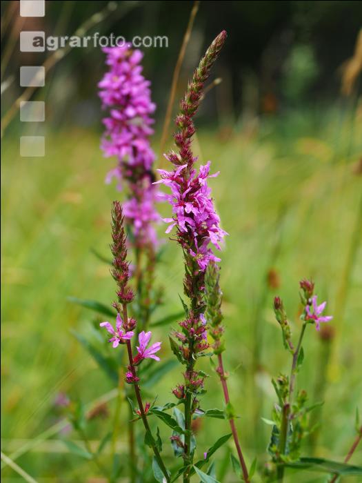 Blutweiderich 3