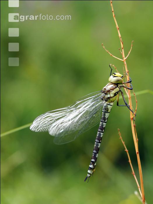 Gelbe Keiljungfer 3