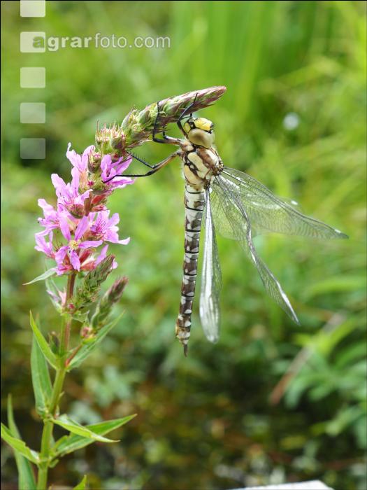 Gelbe Keiljungfer 5