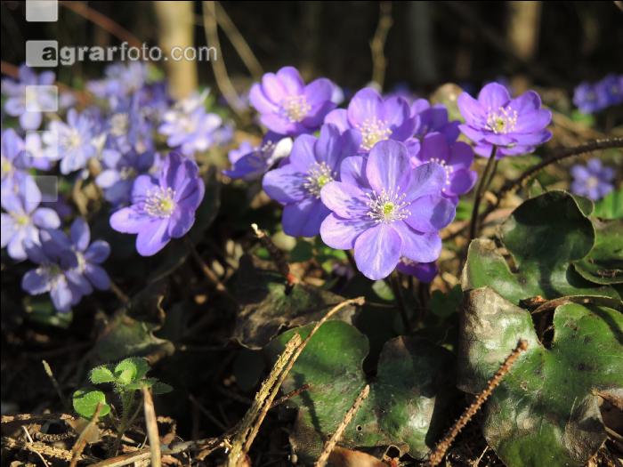 Leberblümchen 10