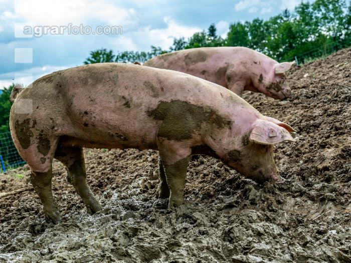 Schweine im Schlamm 9