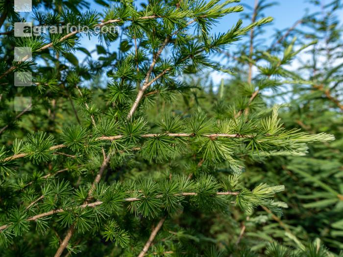 Larch reforestation 5