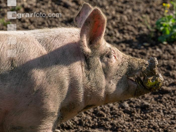 Freilandschweine 45