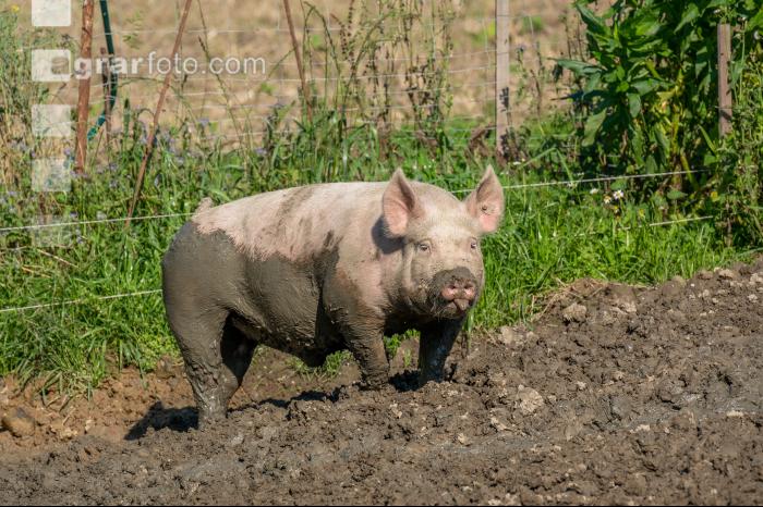Freilandschweine 44