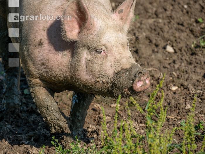 Freilandschweine 43