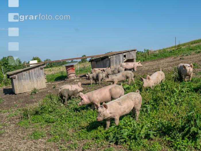 Freilandschweine 42