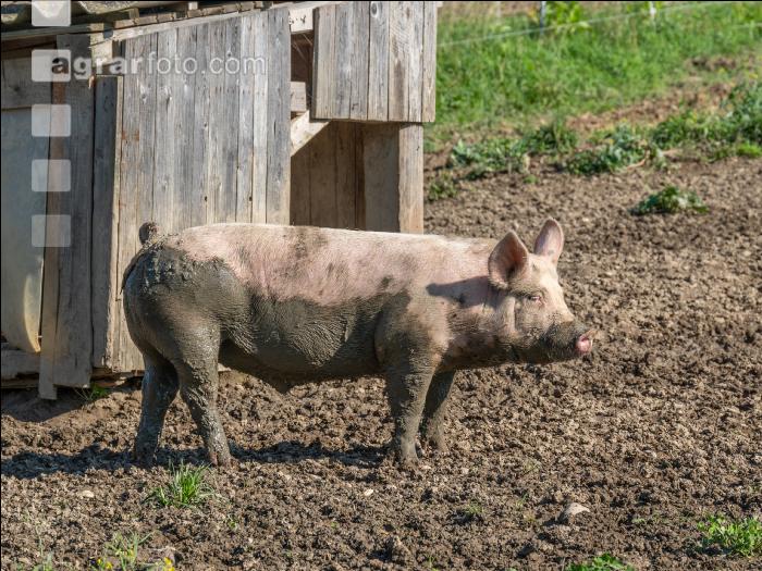 Freilandschweine 40