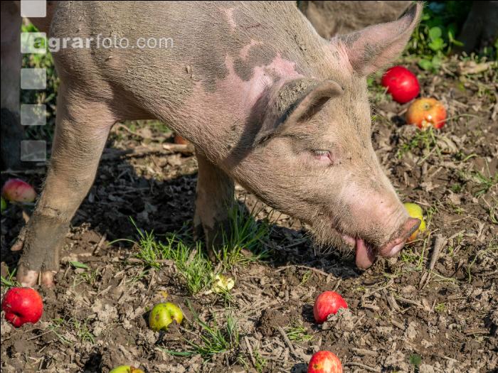 Freilandschweine 39