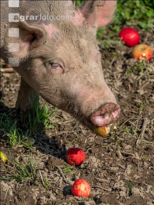 Freilandschweine 38