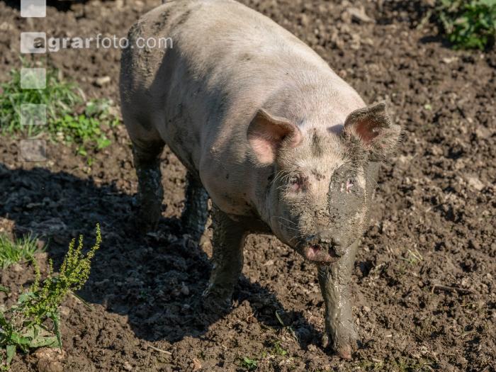 Freilandschweine 37