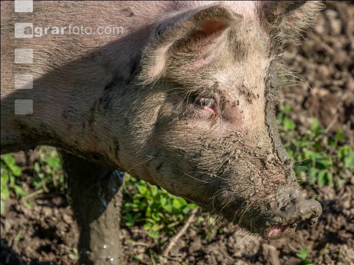Freilandschweine 36