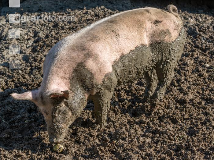 Freilandschweine 35