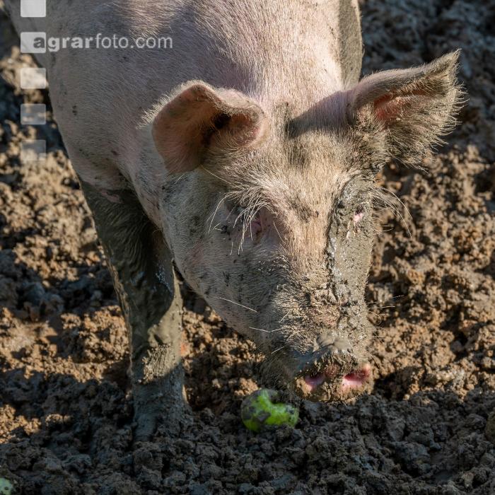 Freilandschweine 34