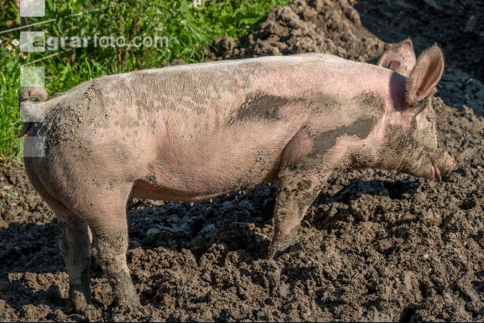 Freilandschweine 33