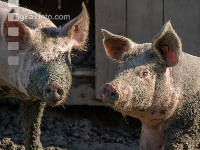 Freilandschweine 32