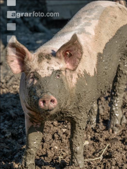 Freilandschweine 31