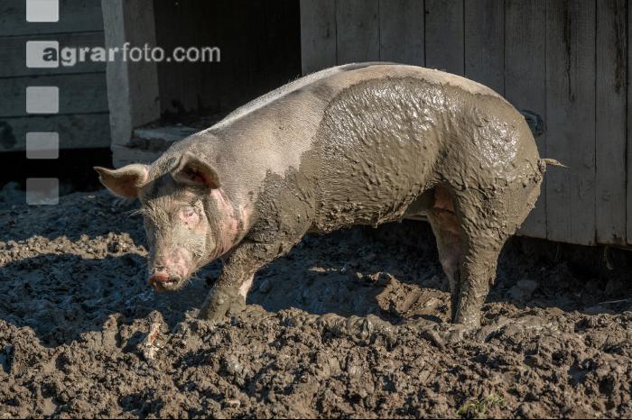 Freilandschweine 28