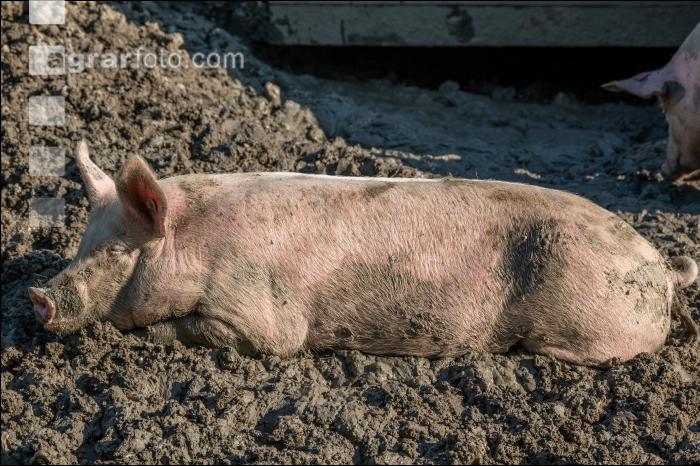 Freilandschweine 27