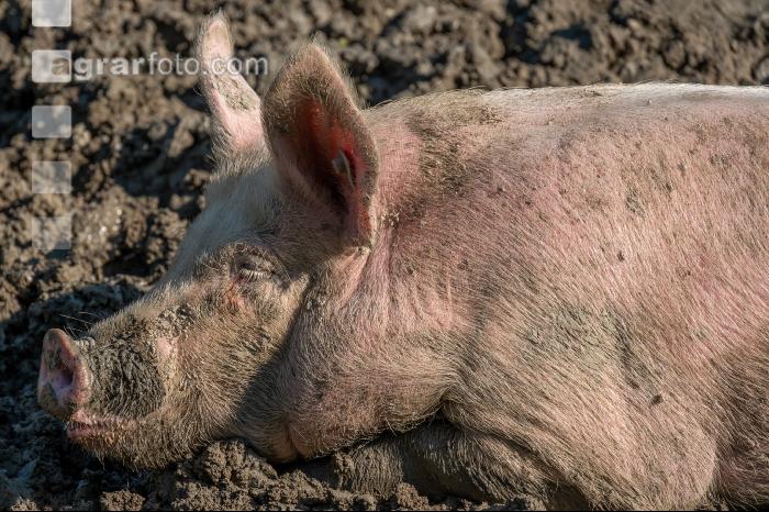 Freilandschweine 26