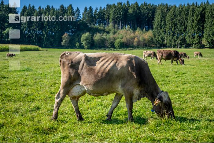 Braunvieh Septemberweide 56